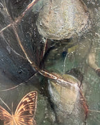 Where the Light Learns to Stay